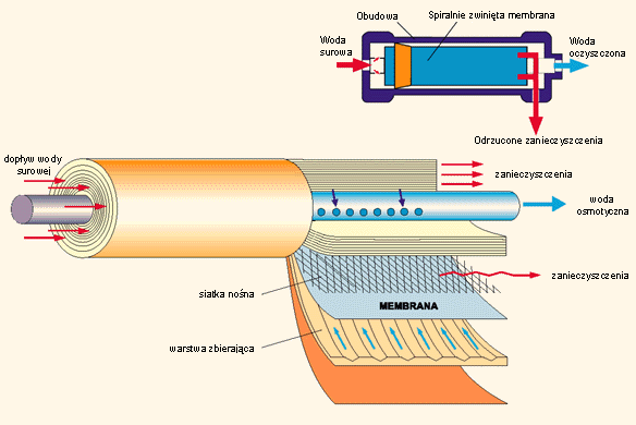 rys37